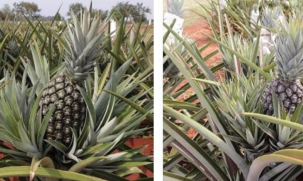 Pesquisadores desenvolvem cultivares de abacaxis com foco em resistência às doenças, melhor manejo e produtividade em MT