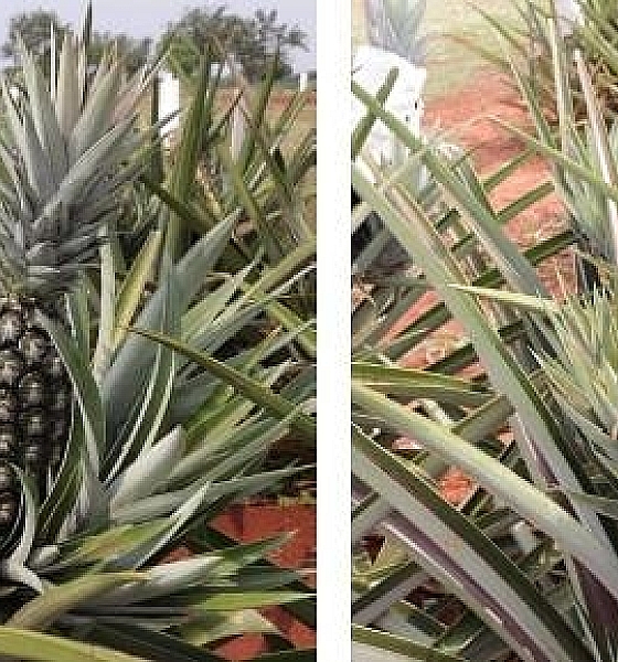 Pesquisadores desenvolvem cultivares de abacaxis com foco em resistência às doenças, melhor manejo e produtividade em MT