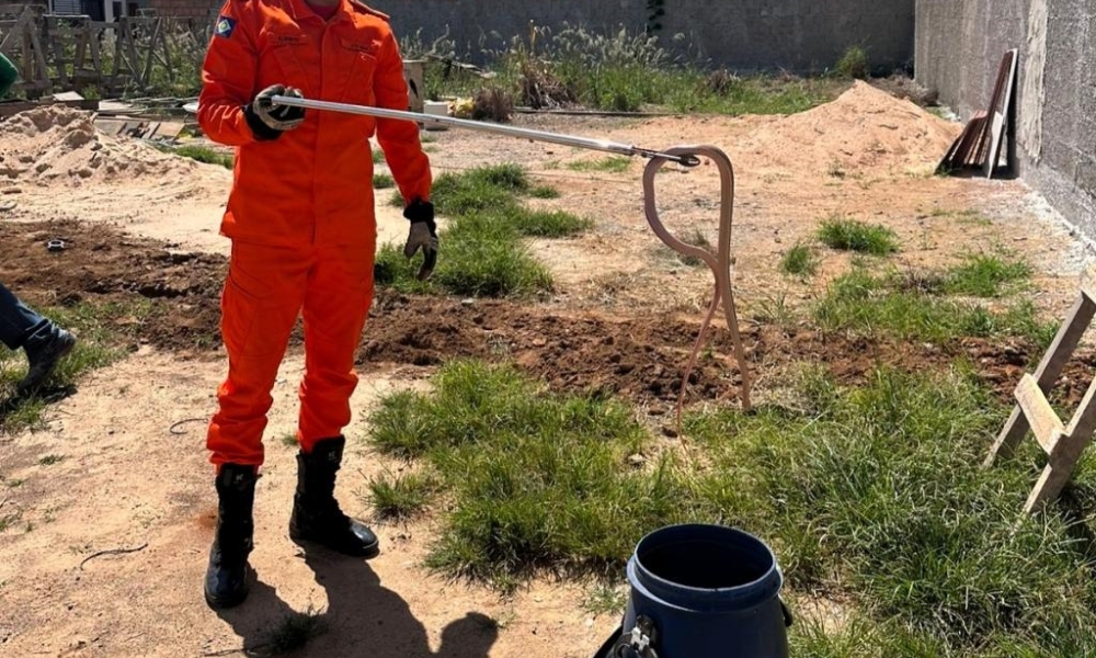 Corpo de Bombeiros resgata tamanduá-mirim e cobras em áreas de risco