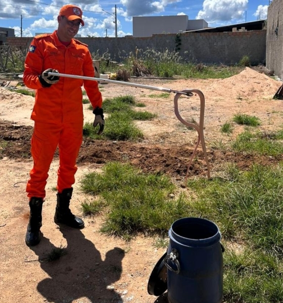 Corpo de Bombeiros resgata tamanduá-mirim e cobras em áreas de risco