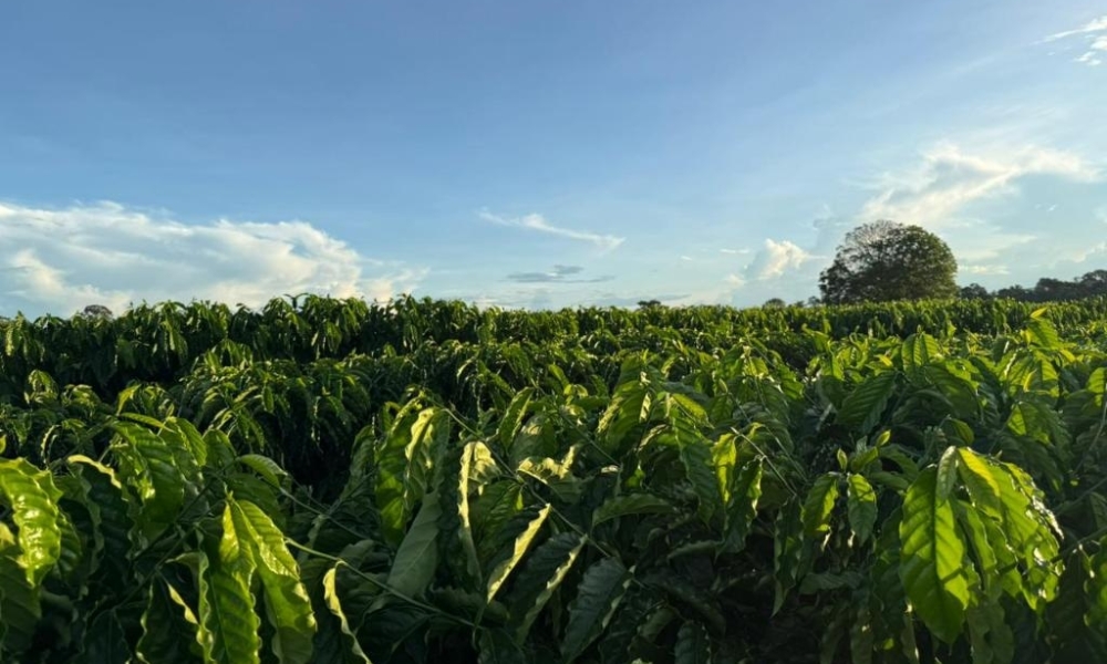 Seaf fortalece Rota do Café, impulsiona nova fronteira produtiva e reposiciona Mato Grosso no cenário nacional da cafeicultura
