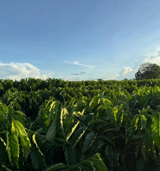 Seaf fortalece Rota do Café, impulsiona nova fronteira produtiva e reposiciona Mato Grosso no cenário nacional da cafeicultura