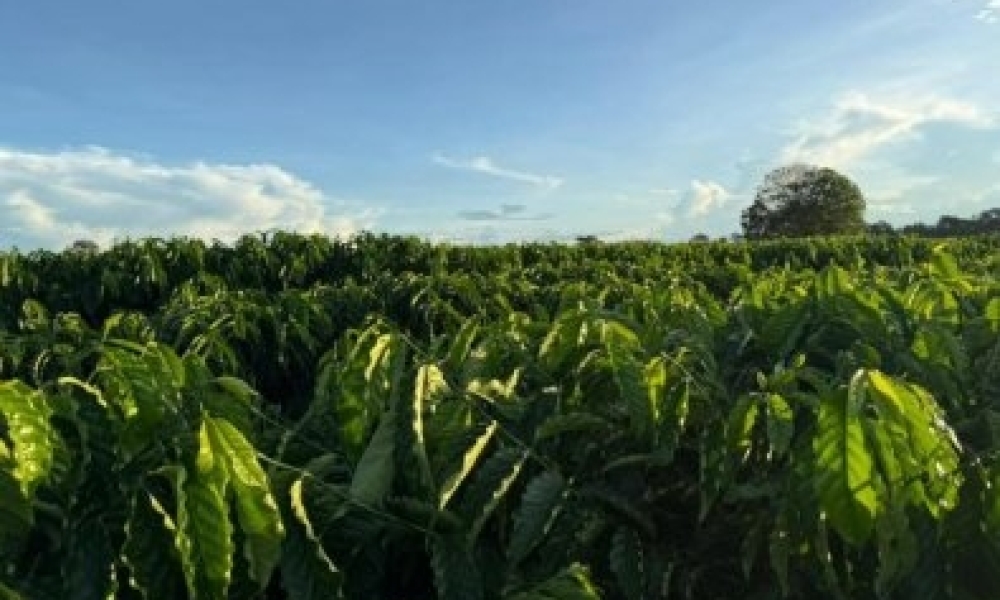 Café clonal ganha força e impulsiona nova fronteira produtiva em Mato Grosso