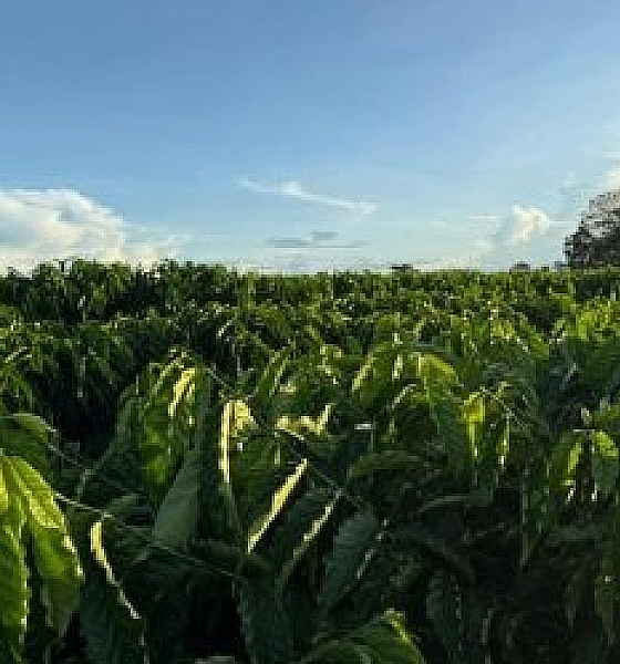 Café clonal ganha força e impulsiona nova fronteira produtiva em Mato Grosso