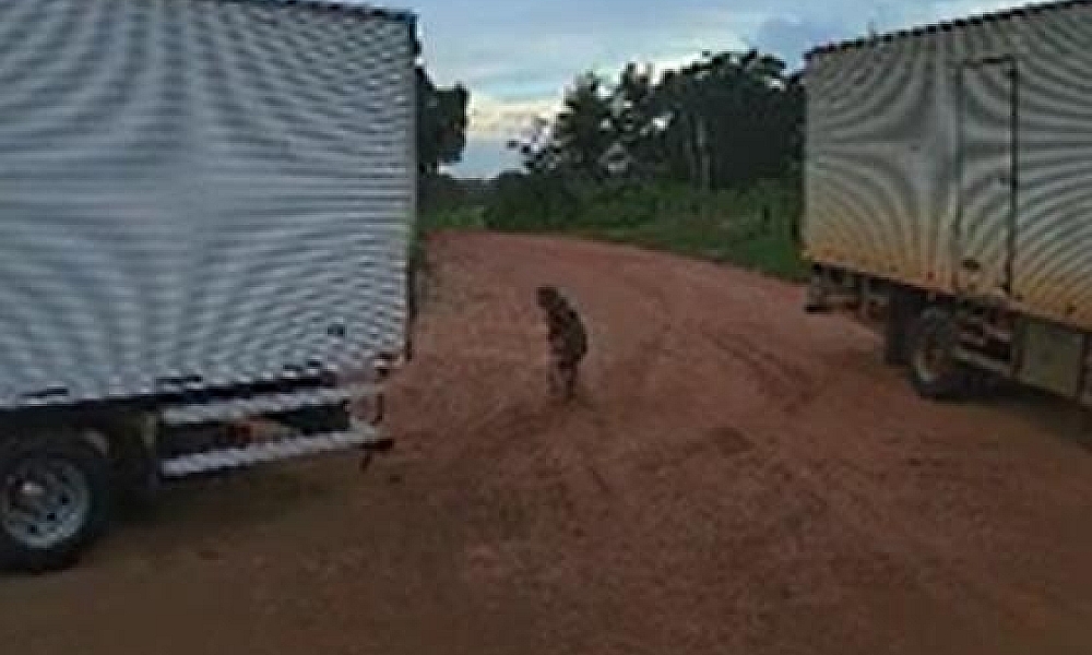 Idosa de 104 anos morre após ser atingida por caminhão em manobra de ré em Várzea Grande