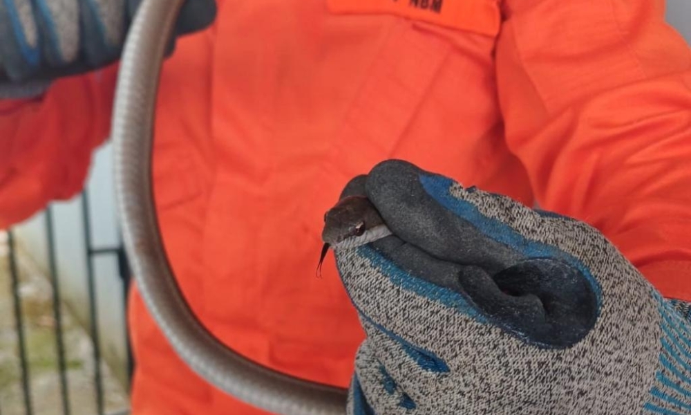 Corpo de Bombeiros resgata cobra cipó em residência de Guarantã do Norte