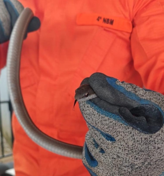 Corpo de Bombeiros resgata cobra cipó em residência de Guarantã do Norte