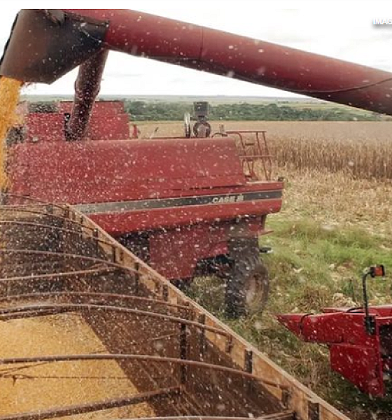 Safra de grãos 2025/26 pode bater novo recorde e chegar a 356,3 milhões de toneladas no Brasil