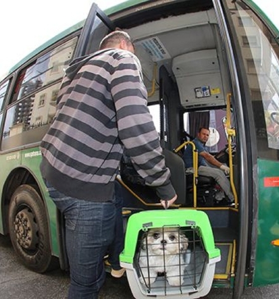 Ager-MT proíbe cobranças extras e padroniza transporte de pets em ônibus intermunicipais