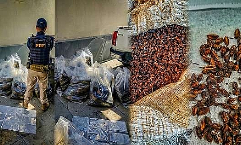 PRF apreende carga de mudas e sementes possivelmente usadas na produção de cocaína em MT