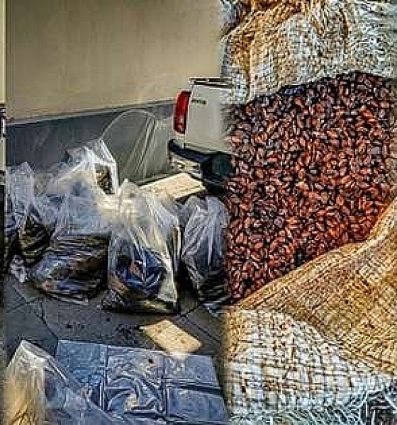 PRF apreende carga de mudas e sementes possivelmente usadas na produção de cocaína em MT