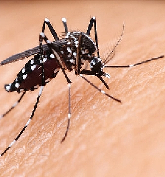 Estudo aponta que dengue pode elevar em até 30 vezes risco de síndrome neurológica rara