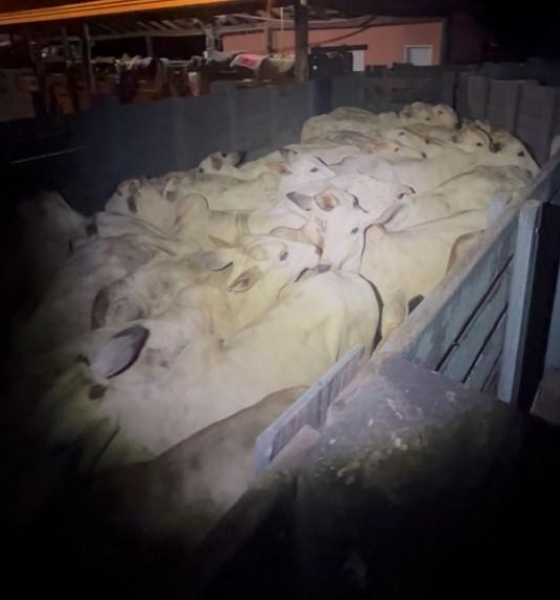 Polícia Militar frustra furto de gado em zona rural de Barra do Garças e prende suspeitos em flagrante