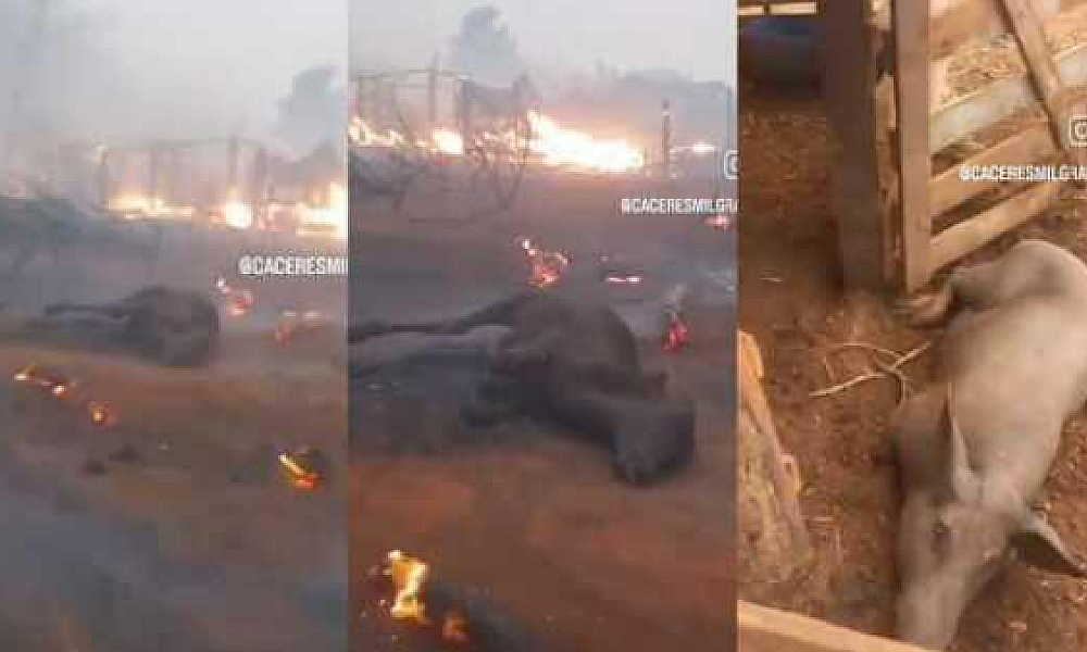 Incêndio de grandes proporções devasta Cáceres e causa destruição ambiental