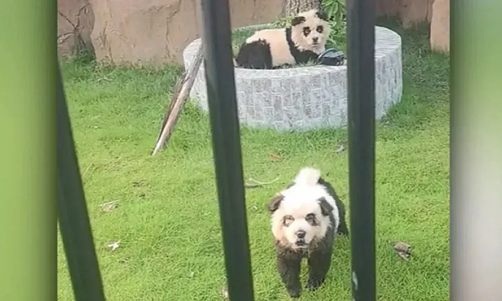 “Cachorros panda”: zoológico chinês atrai visitantes com filhotes pintados