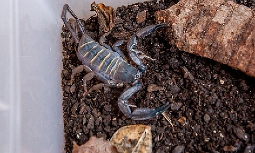 SES alerta para importância da prevenção a acidentes com escorpiões durante período chuvoso