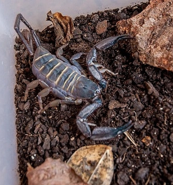 SES alerta para importância da prevenção a acidentes com escorpiões durante período chuvoso