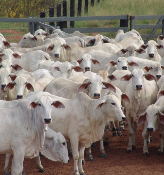 São Paulo tem vacinação contra febre aftosa suspensa; Assocon avalia medida como positiva