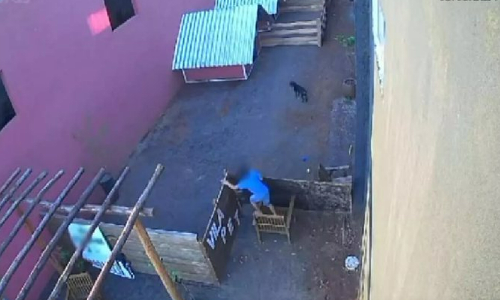 Criança de 9 anos mata 23 animais em hospital veterinário de Nova Fátima, no Paraná