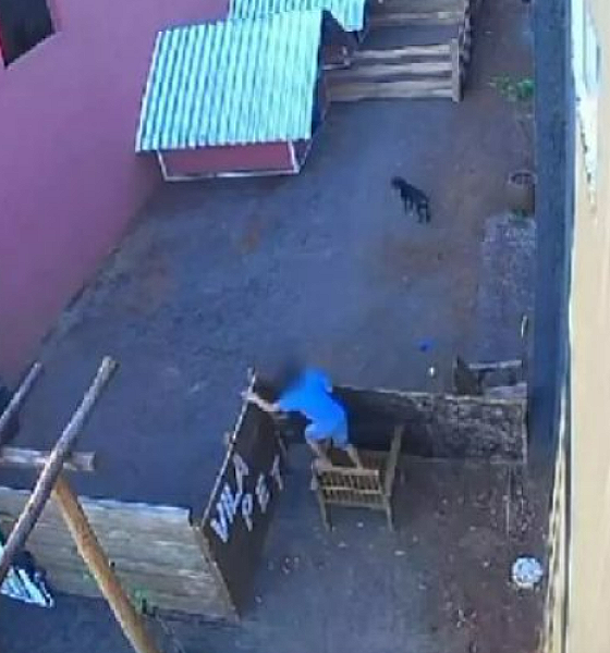 Criança de 9 anos mata 23 animais em hospital veterinário de Nova Fátima, no Paraná