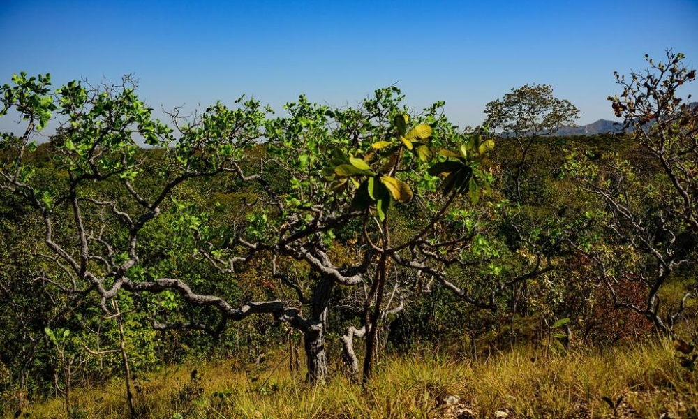 MT registra queda de 18% na taxa de desmatamento no Cerrado