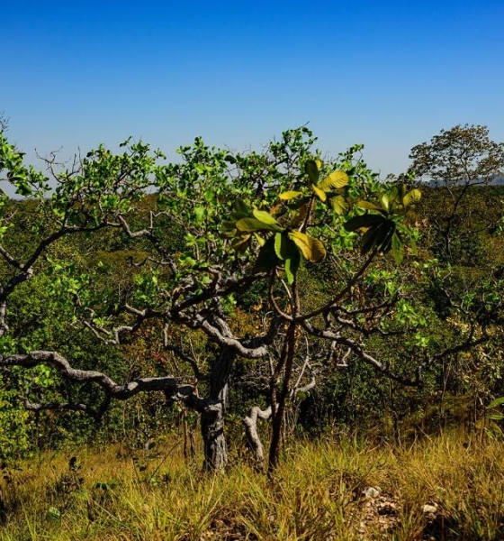 MT registra queda de 18% na taxa de desmatamento no Cerrado