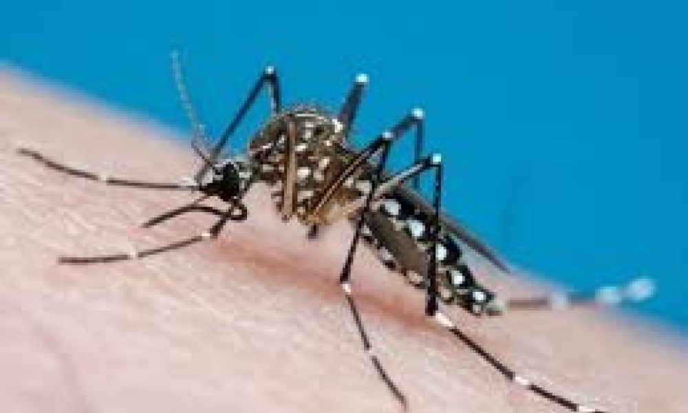 Alerta de Saúde: Dengue e Chikungunya Avançam em Mato Grosso