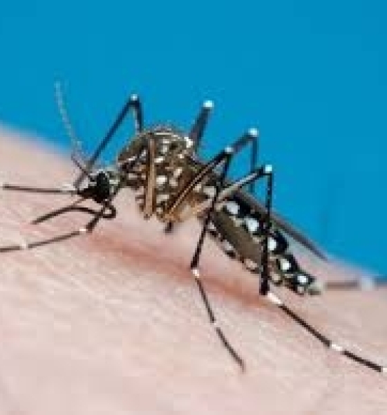 Alerta de Saúde: Dengue e Chikungunya Avançam em Mato Grosso