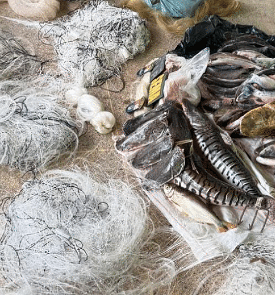 Fiscalização apreende 43 kg de pescado durante período de piracema em Mato Grosso