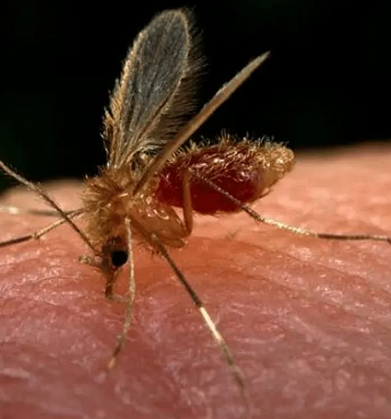 Saúde investiga morte de duas crianças com suspeita de leishmaniose visceral