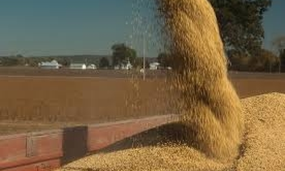 Preços da Soja Recuam com Fim da Colheita nos EUA e Avanço das Lavouras na América do Sul