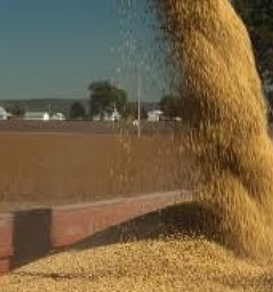 Preços da Soja Recuam com Fim da Colheita nos EUA e Avanço das Lavouras na América do Sul