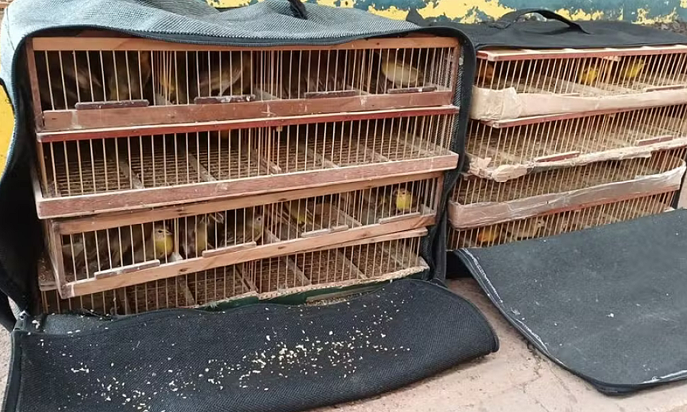 PRF intercepta ônibus e resgata mais de 100 Canários-da-Terra