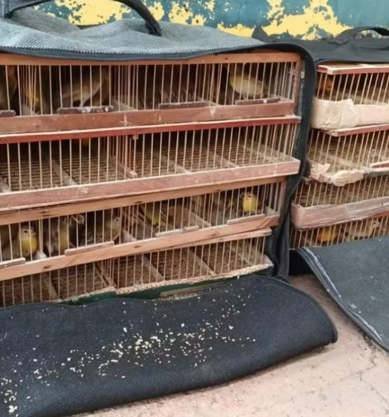 PRF intercepta ônibus e resgata mais de 100 Canários-da-Terra