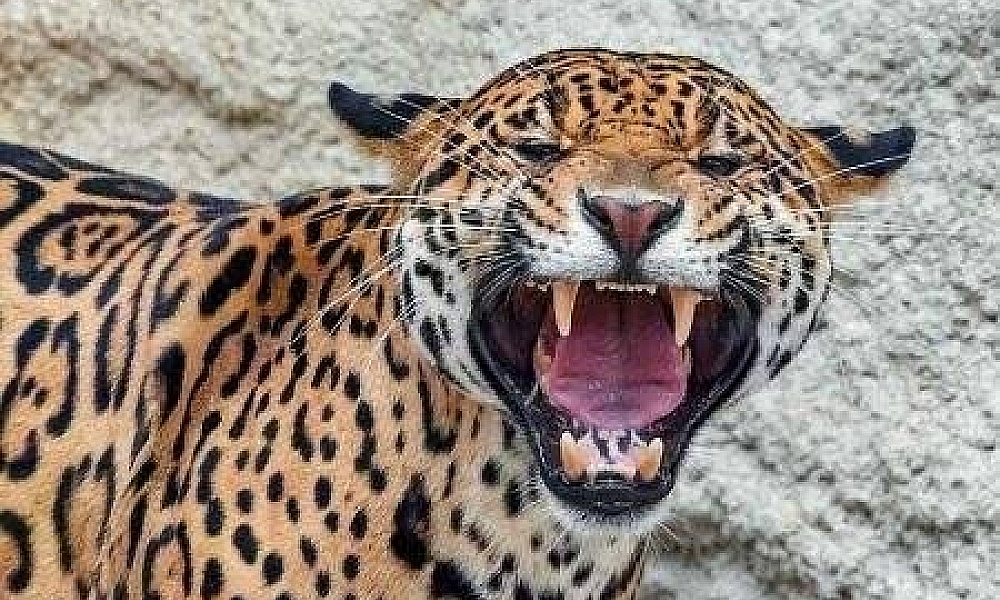 Homem é encontrado morto após suposto ataque de onça em fazenda de Mato Grosso