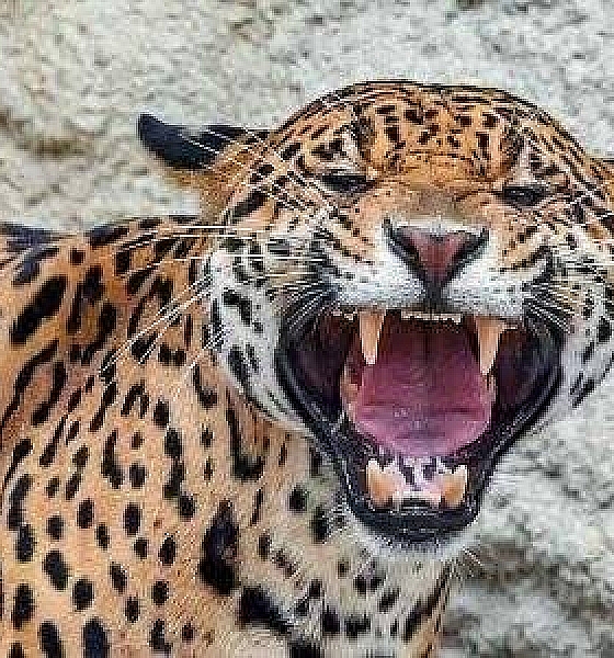 Homem é encontrado morto após suposto ataque de onça em fazenda de Mato Grosso