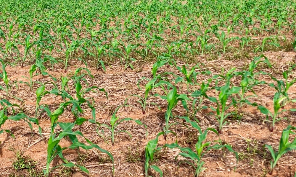 Conclusão do plantio de milho em Mato Grosso indica fase crítica das lavouras