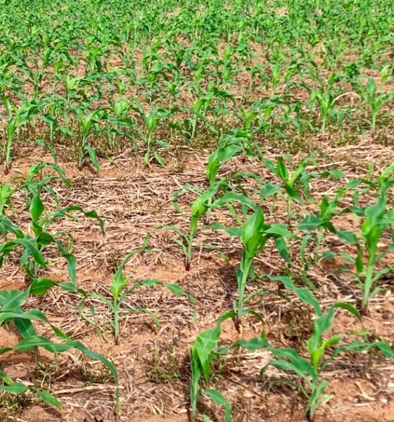 Conclusão do plantio de milho em Mato Grosso indica fase crítica das lavouras