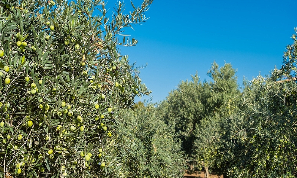 Safra promissora na Europa deve reduzir o preço do azeite no Brasil em pelo menos 20% em 2025 