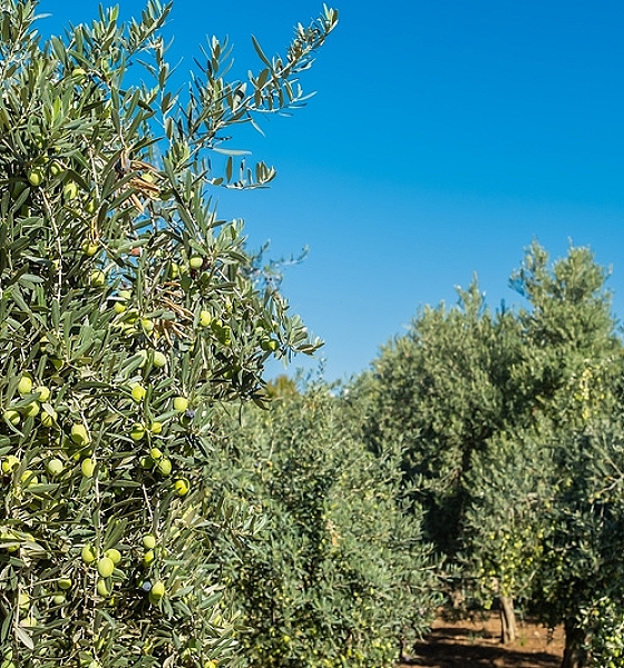 Safra promissora na Europa deve reduzir o preço do azeite no Brasil em pelo menos 20% em 2025 