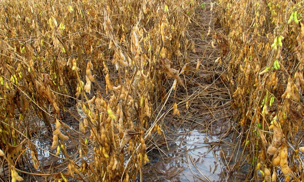 Chuvas e atrasos marcam início da safra de soja no leste de Mato Grosso