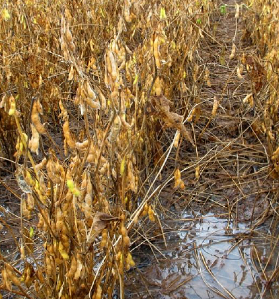 Chuvas e atrasos marcam início da safra de soja no leste de Mato Grosso