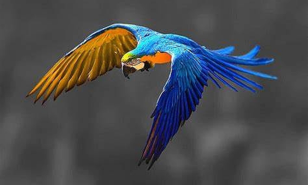 Arara símbolo do Pantanal morre de intoxicação em MT