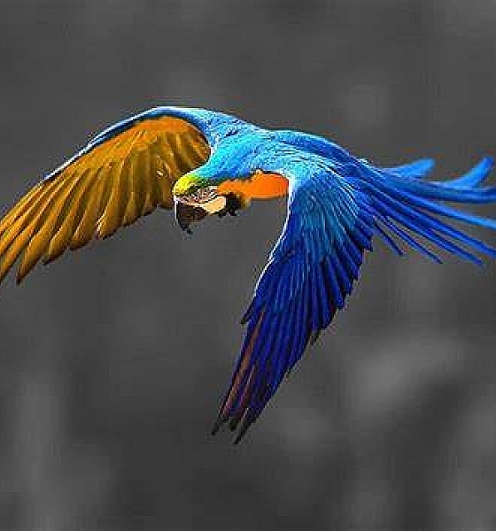 Arara símbolo do Pantanal morre de intoxicação em MT