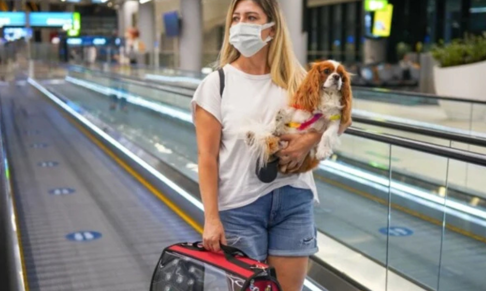 Entidades do setor aéreo lançam guia de transporte seguro para os pets; conheça