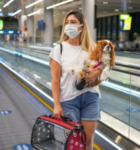 Entidades do setor aéreo lançam guia de transporte seguro para os pets; conheça