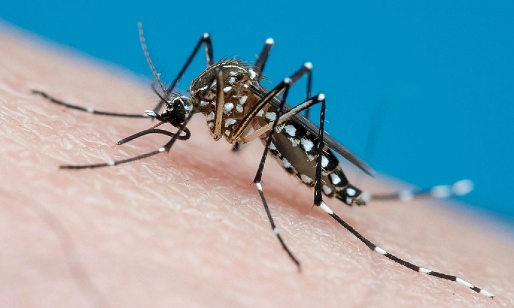 Brasil Ultrapassa a Marca de 4 Milhões de Casos de Dengue em 2024