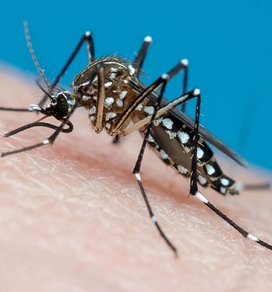 Brasil Ultrapassa a Marca de 4 Milhões de Casos de Dengue em 2024