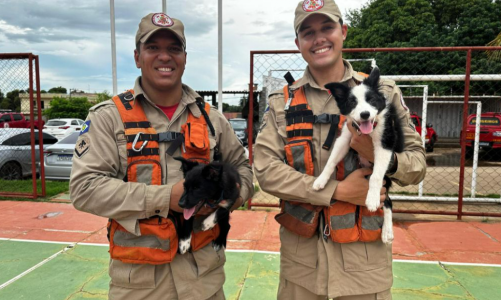 Corpo de Bombeiros de Mato Grosso fortalece equipe com dois novos cães para operações de resgate