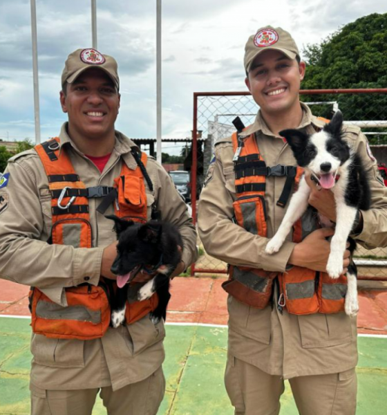 Corpo de Bombeiros de Mato Grosso fortalece equipe com dois novos cães para operações de resgate